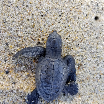 Mexico Turtle